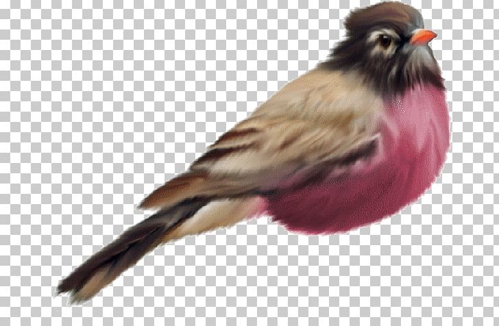 Bird Flight Bird Flight European Robin PNG, Clipart, American Sparrows, Beak, Bird, Bird Flight, Emberizidae Free PNG Download