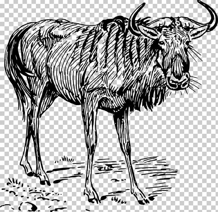 Blue Wildebeest PNG, Clipart, Big Cats, Black And White, Black Wildebeest, Carnivoran, Cattle Like Mammal Free PNG Download