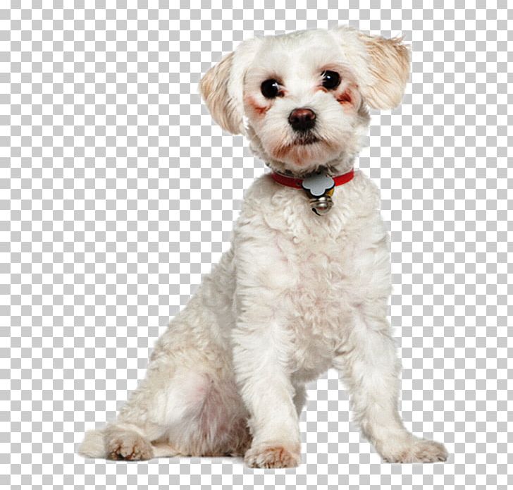 Maltese Dog Havanese Dog Bolonka Cockapoo Schnoodle PNG, Clipart, Animals, Bichon, Bolonka, Bulldog, Carnivoran Free PNG Download