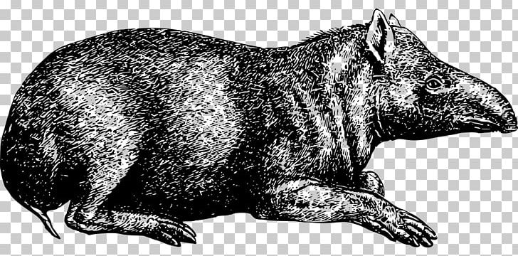 Raccoon Tapir Wombat Herbivore Animal PNG, Clipart, Animal, Animals, Bear, Black And White, Canidae Free PNG Download