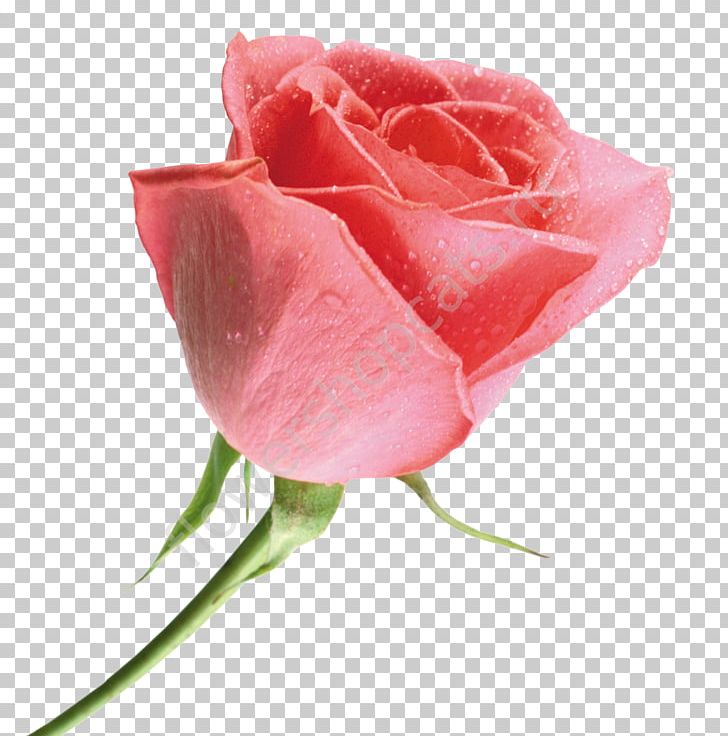 Beach Rose Flower Still Life: Pink Roses Red Color PNG, Clipart, Beach Rose, Bud, Celebrities, China Rose, Closeup Free PNG Download