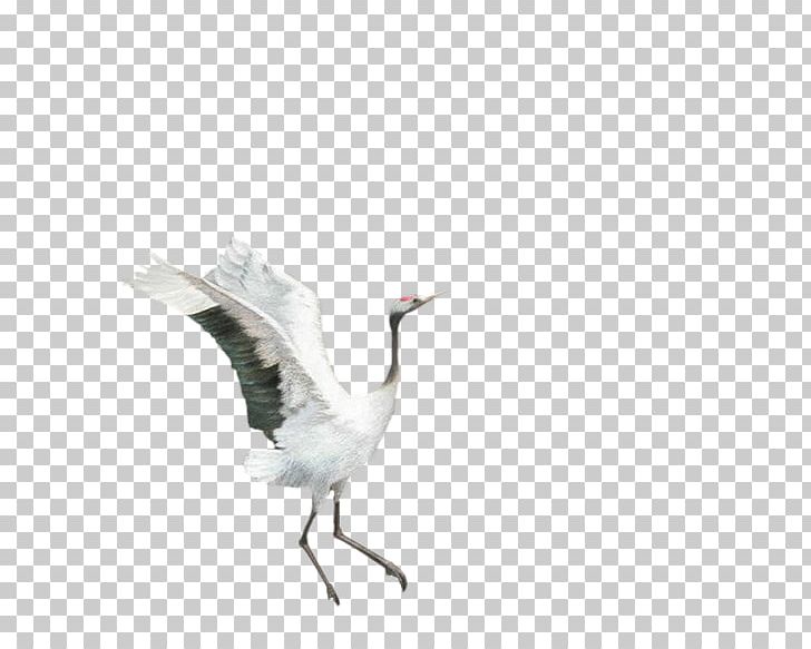 Siberian Crane Goose Feather PNG, Clipart, Background White, Beak, Bird, Birds, Black White Free PNG Download