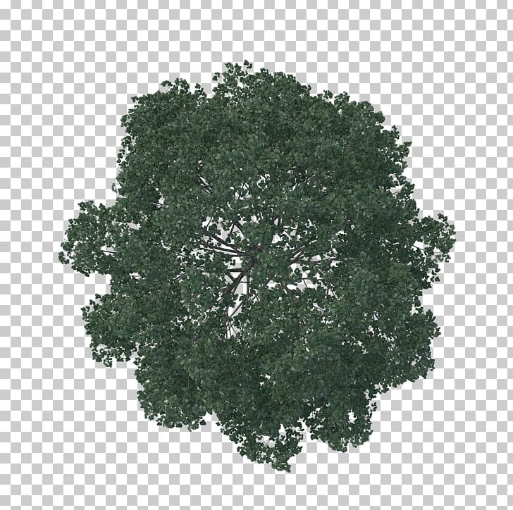 English Oak Tree Architecture Pine Landscape PNG, Clipart, Architecture, Artificial Christmas Tree, English Oak, Grass, Landscape Free PNG Download