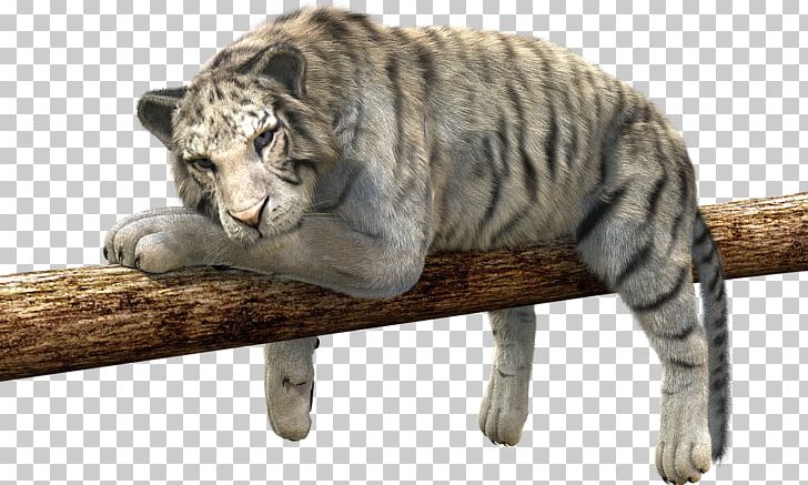 Felidae Portable Network Graphics White Tiger Golden Tiger Bengal Tiger PNG, Clipart, Animal, Animal Figure, Animals, Bengal Tiger, Big Cats Free PNG Download