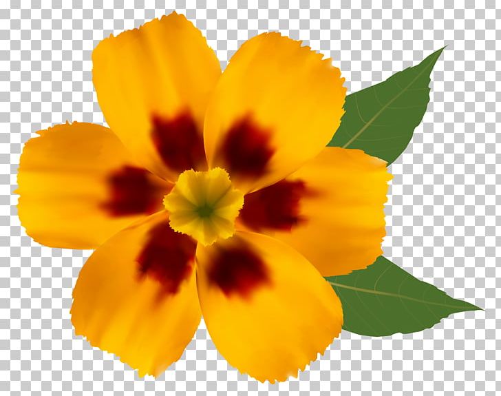 Flower Yellow PNG, Clipart, Annual Plant, Encapsulated Postscript, Flower, Flowering Plant, Gerber Format Free PNG Download