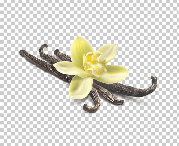 Vanilla Flower Closeup PNG, Clipart, Food, Vanilla Free PNG Download