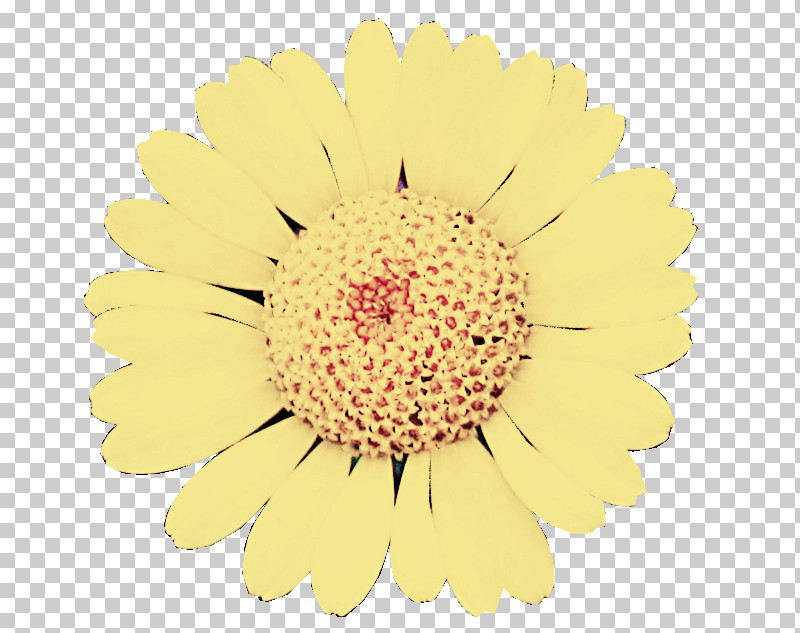Flower Gerbera Yellow Barberton Daisy Cut Flowers PNG, Clipart, Barberton Daisy, Chamomile, Cut Flowers, Flower, Gerbera Free PNG Download