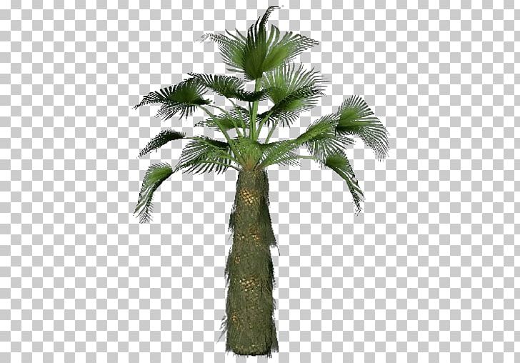 Asian Palmyra Palm Trachycarpus Fortunei Attalea Speciosa Arecaceae Tree PNG, Clipart, Arecaceae, Arecales, Asian Palmyra Palm, Attalea, Attalea Speciosa Free PNG Download