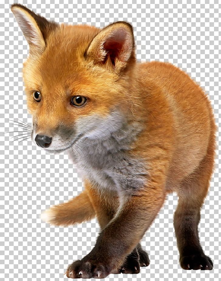 Fox Infant PNG, Clipart, Animals, Carnivoran, Dhole, Dog Breed, Dog Like Mammal Free PNG Download