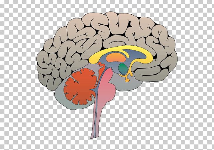 Social Neuroscience Triune Brain Emotion PNG, Clipart, Behavior, Brain, Brain Thinking, Brain Vector, Cartoon Brain Free PNG Download