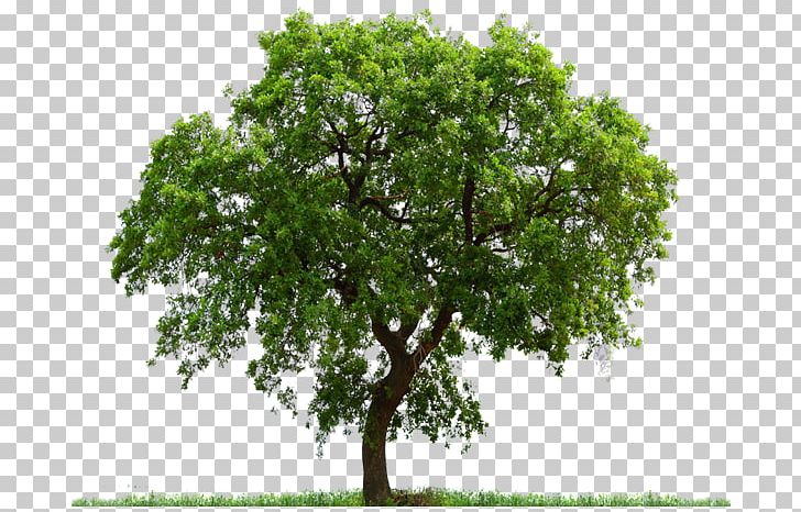 Tree PNG, Clipart, Beech Tree, Branch, Clip Art, Clipping Path, Computer Icons Free PNG Download
