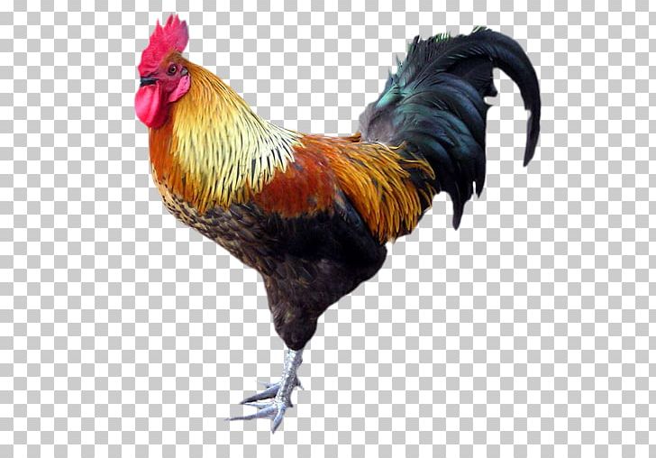 Tyrannosaurus Chicken Soup Chick-o-Saurus Rex Dinosaur PNG, Clipart, Animals, App, Beak, Bird, Buffalo Wing Free PNG Download
