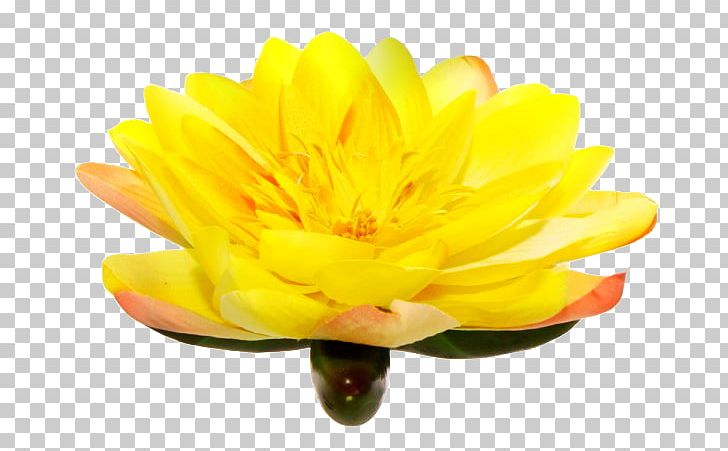 Yellow Blue Flower Violet Chrysanthemum PNG, Clipart, 1213, Amber, Arecaceae, Biscuits, Blue Free PNG Download