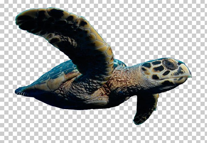 Loggerhead Sea Turtle Tortoise PNG, Clipart, Animals, Fauna, Loggerhead, Loggerhead Sea Turtle, Marine Mammal Free PNG Download