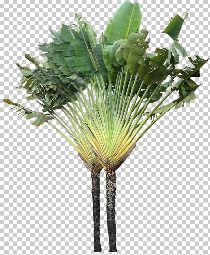 Tree Arecaceae Ravenala Madagascariensis Plant PNG, Clipart, Alpha Compositing, Animation, Arecaceae, Arecales, Borassus Flabellifer Free PNG Download
