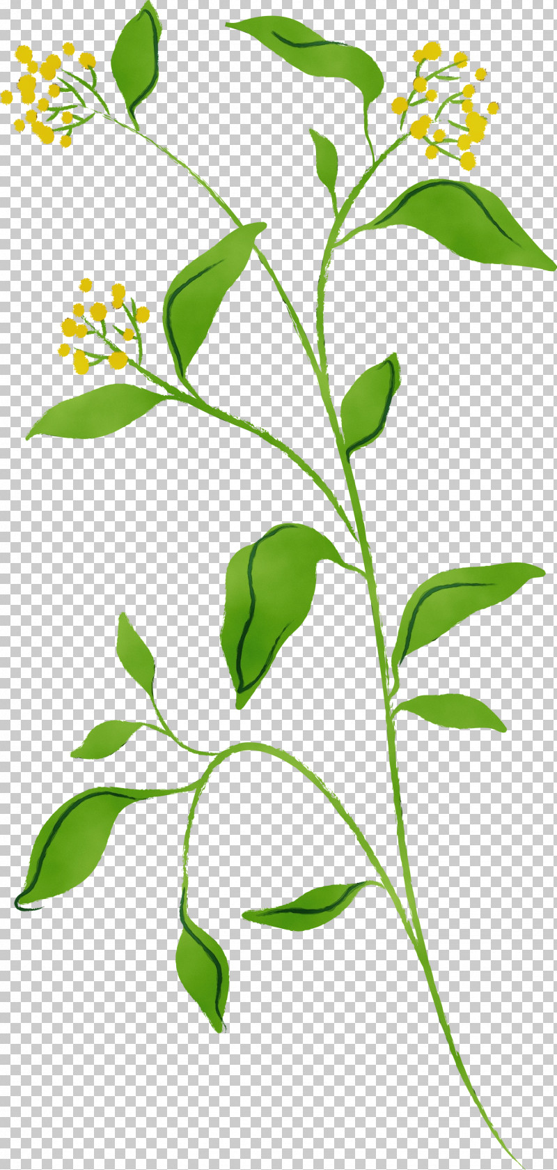Flower Plant Leaf Plant Stem Tree PNG, Clipart, Flower, Herb, Herbaceous Plant, Leaf, Paint Free PNG Download