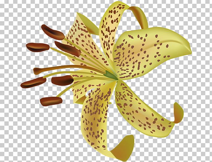 Flower PNG, Clipart, Art, Desktop Wallpaper, Flower, Flowering Plant, Google Images Free PNG Download
