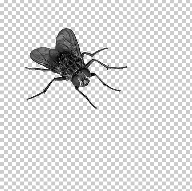 Fly PNG, Clipart, Arthropod, Black, Clipping Path, Desktop Wallpaper, Display Resolution Free PNG Download
