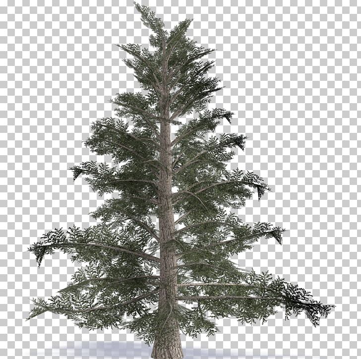 Spruce Fir Pine Larch Christmas Tree PNG, Clipart, Branch, Christmas, Christmas Decoration, Christmas Ornament, Christmas Tree Free PNG Download