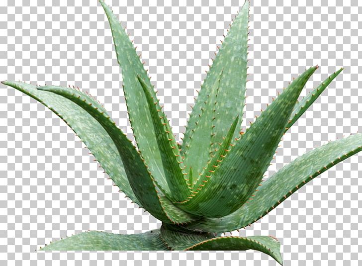 Aloe Vera Queen Victoria Agave Agave Azul Medicinal Plants PNG, Clipart, Agave, Agave Azul, Aloe, Aloe Vera, Flowerpot Free PNG Download