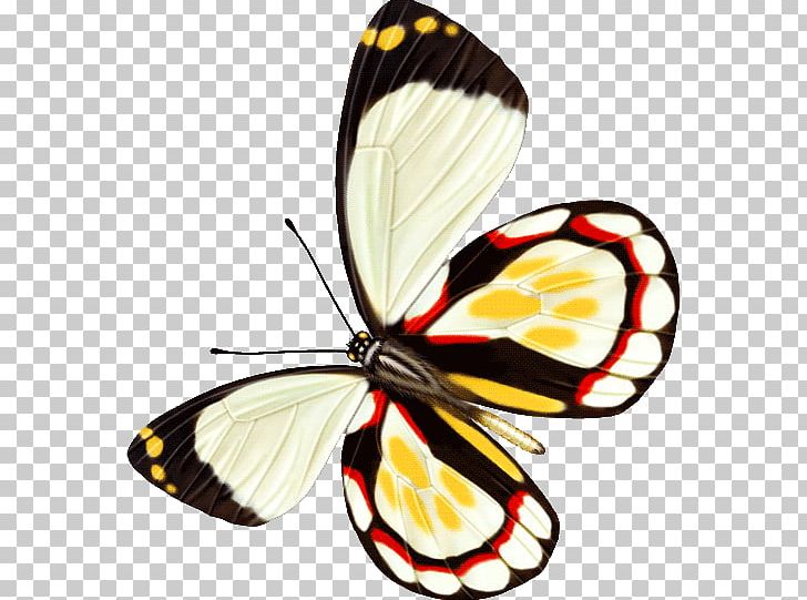 Butterfly Insect Computer File PNG, Clipart, Arthropod, Blue, Brush Footed Butterfly, Butterflies, Butterfly Group Free PNG Download