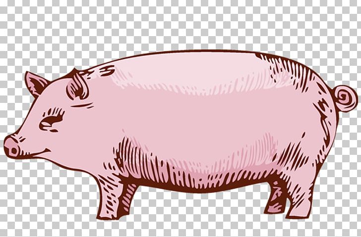 Domestic Pig Fette Sau PNG, Clipart, Animal Figure, Barbecue, Barbecue Restaurant, Bear, Brunch Free PNG Download