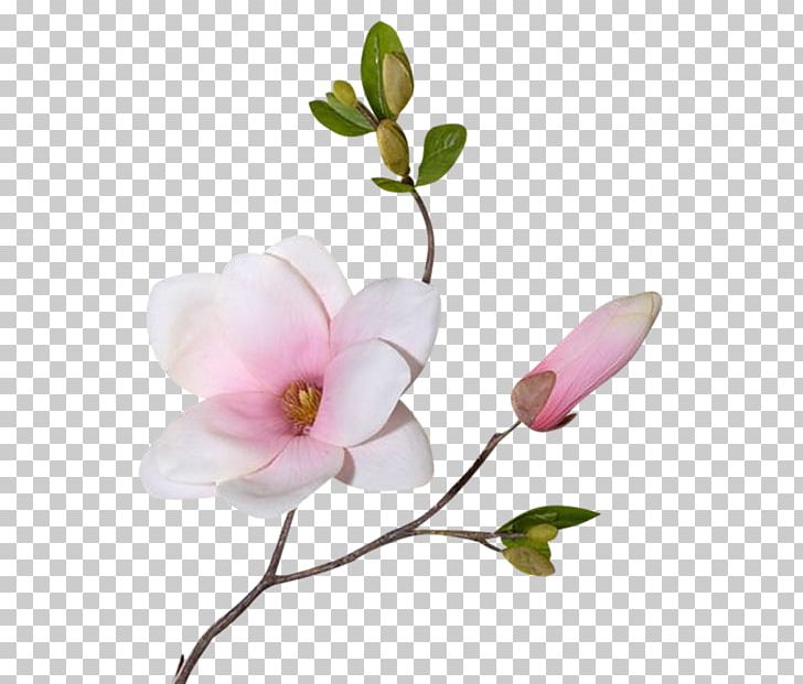 Flower Magnolia Plant Stem Computer Icons PNG, Clipart, Artificial Flower, Blossom, Branch, Bud, Clip Art Free PNG Download