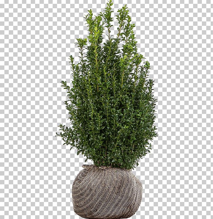 Shrub Buxus Sempervirens English Yew Tree Nursery PNG, Clipart, Box, Buxus Sempervirens, Cedar, Cypress Family, English Yew Free PNG Download