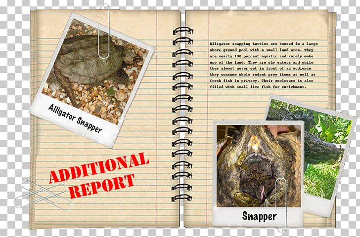 Alligator Snapping Turtle Crocodile Common Snapping Turtle PNG, Clipart, Alligator, Alligator Snapping Turtle, Amboina Box Turtle, Animal, Animals Free PNG Download