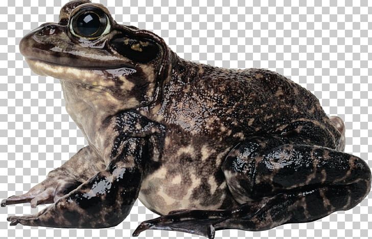 American Bullfrog Toad PNG, Clipart, American Bullfrog, Amphibian, Animals, Bullfrog, Edible Frog Free PNG Download