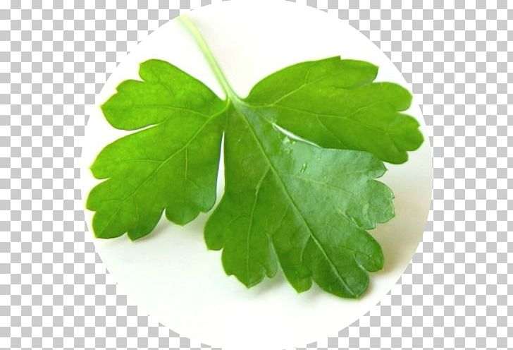 Coriander Group Indian Cuisine Chutney Herb PNG, Clipart, Apiaceae, Chutney, Coriander, Coriander Group, Flavor Free PNG Download