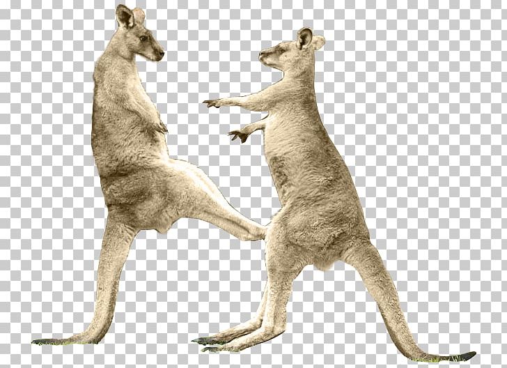 Red Kangaroo Boxing Kangaroo Tail Kick PNG, Clipart,  Free PNG Download
