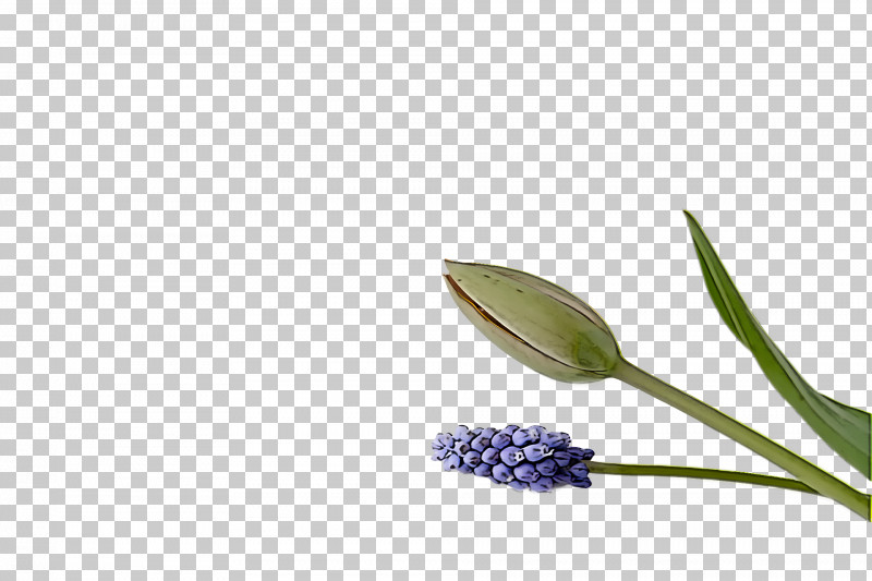 Spring PNG, Clipart, Flower, Grape Hyacinth, Plant, Spring Free PNG Download