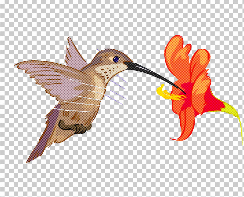 Hummingbirds Insect Beak PNG, Clipart, Beak, Hummingbirds, Insect Free PNG Download