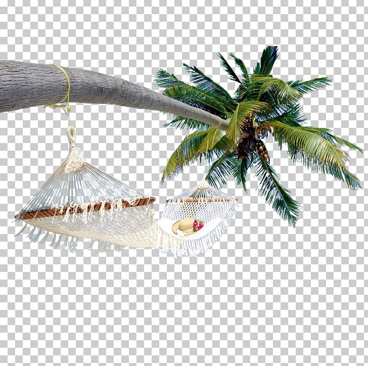 Arecaceae Coconut PNG, Clipart, Adobe Illustrator, Arecaceae, Arecales, Artworks, Autumn Tree Free PNG Download