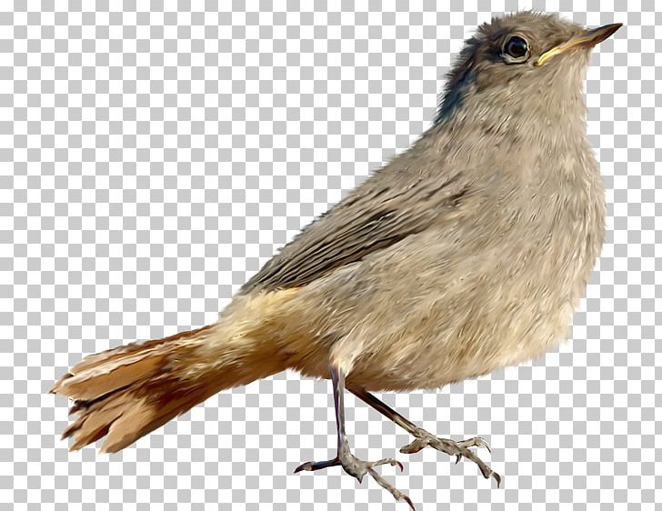 Bird House Sparrow Common Nightingale PNG, Clipart, Animals, Beak, Bird, Common Nightingale, Drawing Free PNG Download