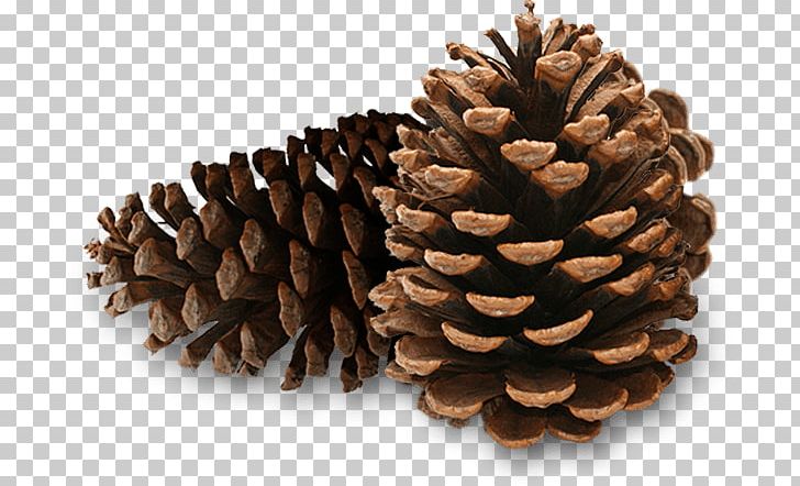 Heartwood Preserve Pine Seed Oil Natural Burial PNG, Clipart, Biodegradation, Conifer Cone, Digestion, Dill, Food Free PNG Download