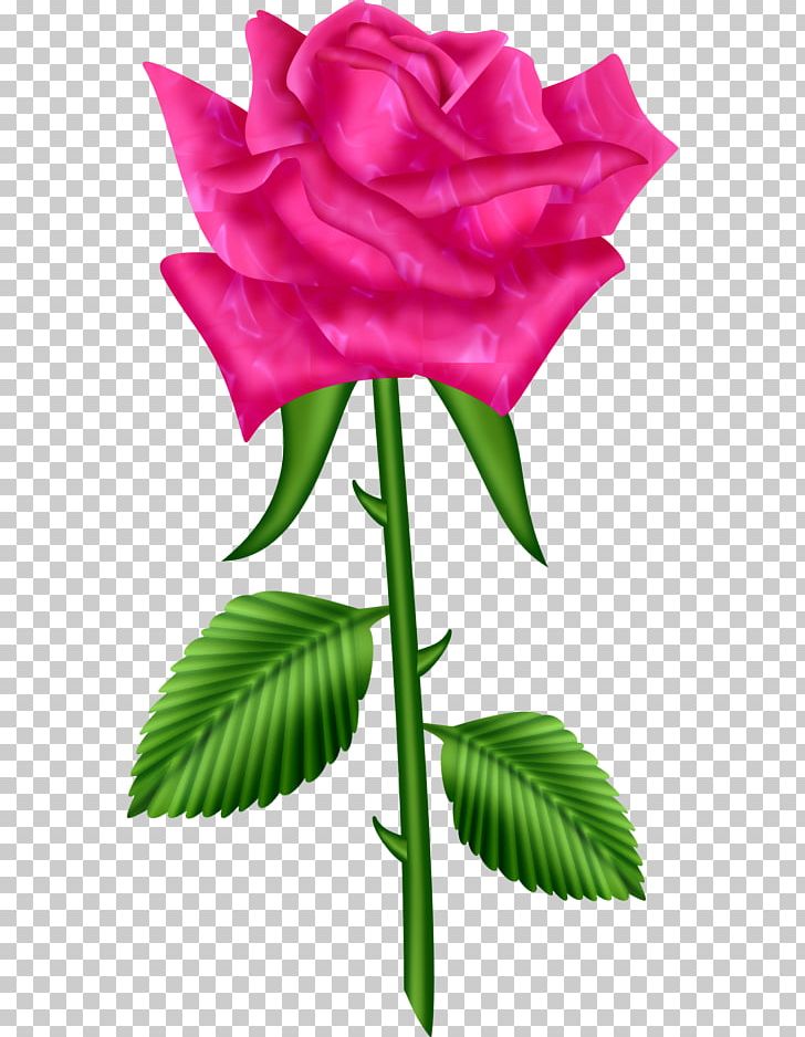 Garden Roses Portable Network Graphics Tea Rose PNG, Clipart, Beach Rose, Bud, China Rose, Cut Flowers, Flora Free PNG Download