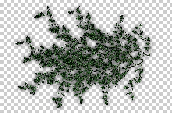 Leaf Vine Liana Plant Evergreen PNG, Clipart, Branch, Climbing, Conifer, Creeper, Download Free PNG Download