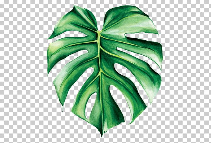 Swiss Cheese Plant Watercolor Painting Leaf Tropics PNG, Clipart, Art, Banana Leaves, Botanical Illustration, Botany, Green Free PNG Download
