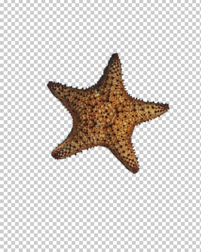 Starfish Star PNG, Clipart, Star, Starfish Free PNG Download
