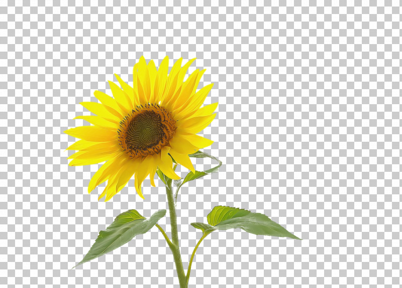 Watermelon PNG, Clipart, Annual Plant, Asterales, Common Sunflower, Cut Flowers, Daisy Family Free PNG Download