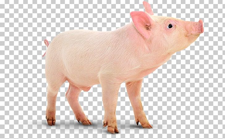 Domestic Pig Porcinocultura Pig Farming Vaccination PNG, Clipart, Animal Breeding, Animal Figure, Diarrhea, Domestic Pig, Fauna Free PNG Download
