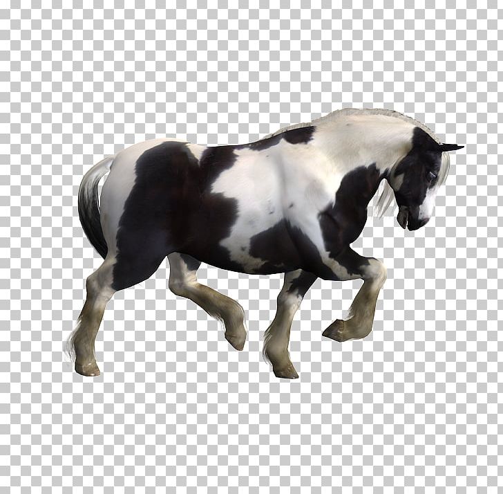 Mustang Stallion Cob DAS Productions Inc Mare PNG, Clipart, Animal Figure, Animation, Charger, Cob, Computer Graphics Free PNG Download