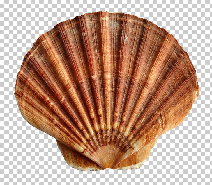 Seashell Scallop PNG, Clipart, Animal Product, Beach, Clam, Clams Oysters Mussels And Scallops, Cockle Free PNG Download