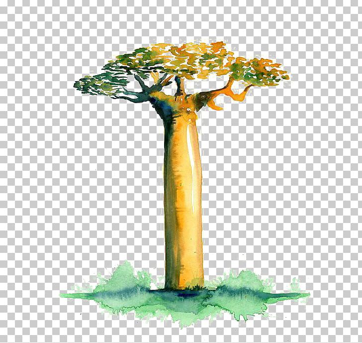 Avenue Of The Baobabs Adansonia Gregorii Adansonia Digitata Tree PNG, Clipart, Africa, Art, Baobab, Big, Branch Free PNG Download