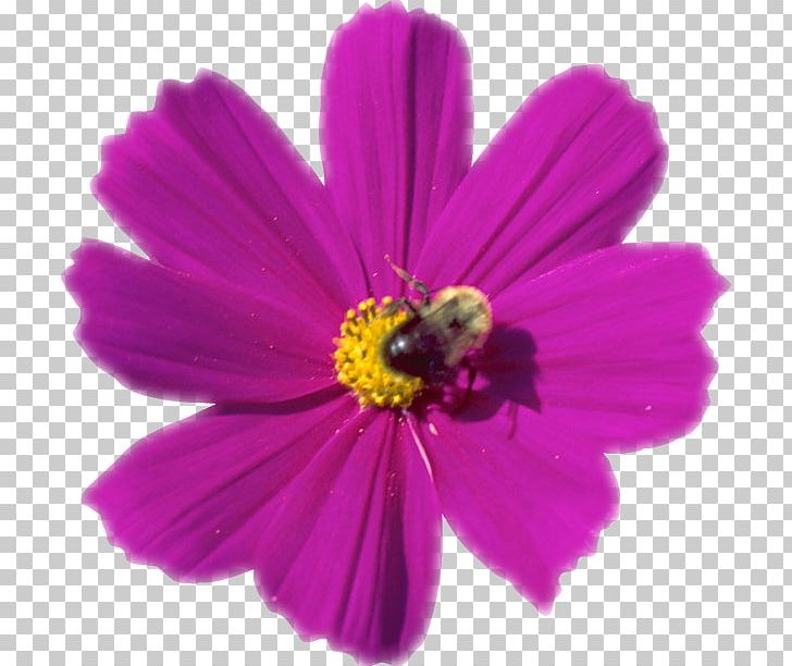 Cosmos Photography PNG, Clipart, Annual Plant, Blog, Bunga, Cosmos, Daisy Family Free PNG Download