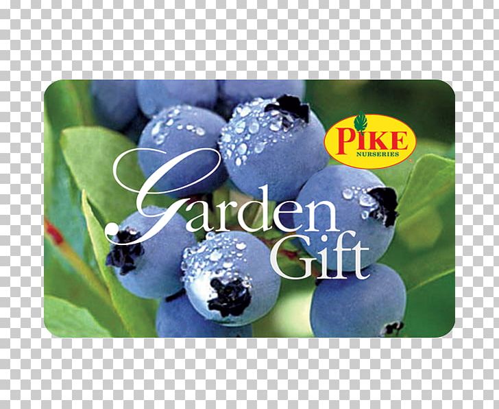 Highbush Blueberry Muscadine Bilberry Shrub PNG, Clipart, Berry, Bilberry, Blueberry, Bromeliads, Fruit Free PNG Download
