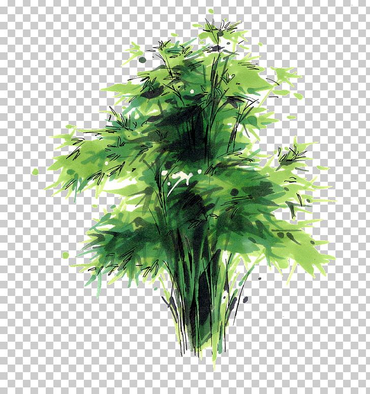 Landscape Architecture Croquis Tree Plant PNG, Clipart, Art, Bamboo, Bamboo Border, Bamboo Frame, Bamboo House Free PNG Download