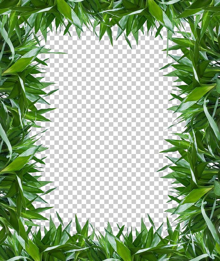 Lucky Bamboo Leaf Photography Bamboe PNG, Clipart, Background Green, Bamboe, Bamboo, Grass, Green Apple Free PNG Download